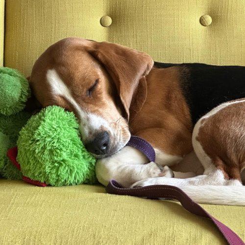 Bo, a Adoptable Beagle in Sunderland, ON image 3/5