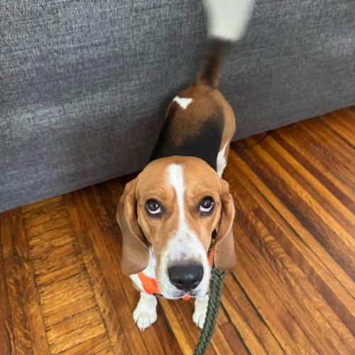 Bo, a Adoptable Beagle in Sunderland, ON image 4/5