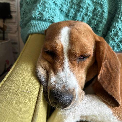 Bo, a Adoptable Beagle in Sunderland, ON image 5/5