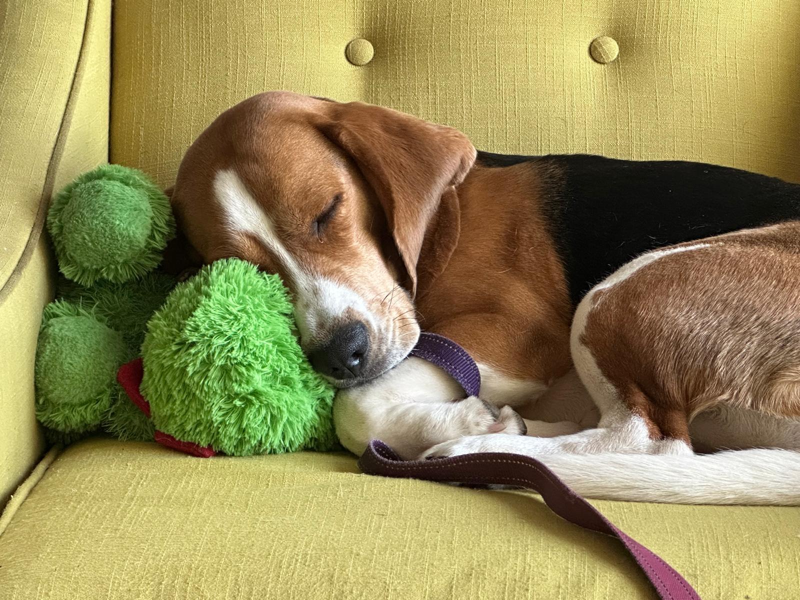 Bo, a Adoptable Beagle in Sunderland, ON image 2/6