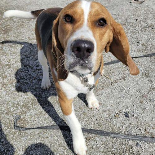 Enlarge Bo, a Adoptable Beagle in Sunderland, ON image 2/5