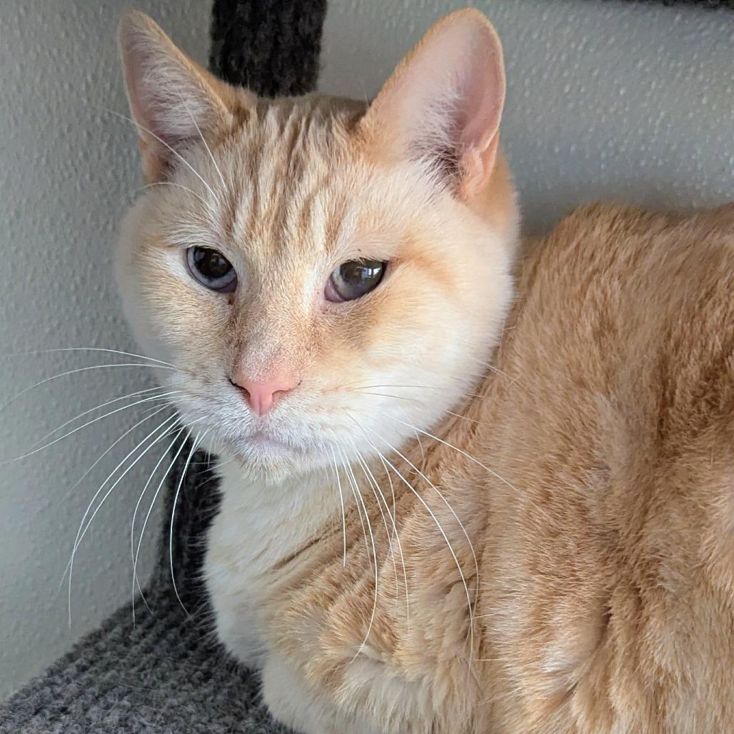 Enlarge Snowman, a Adoptable mixed breed in Brighton, MO image 1/6