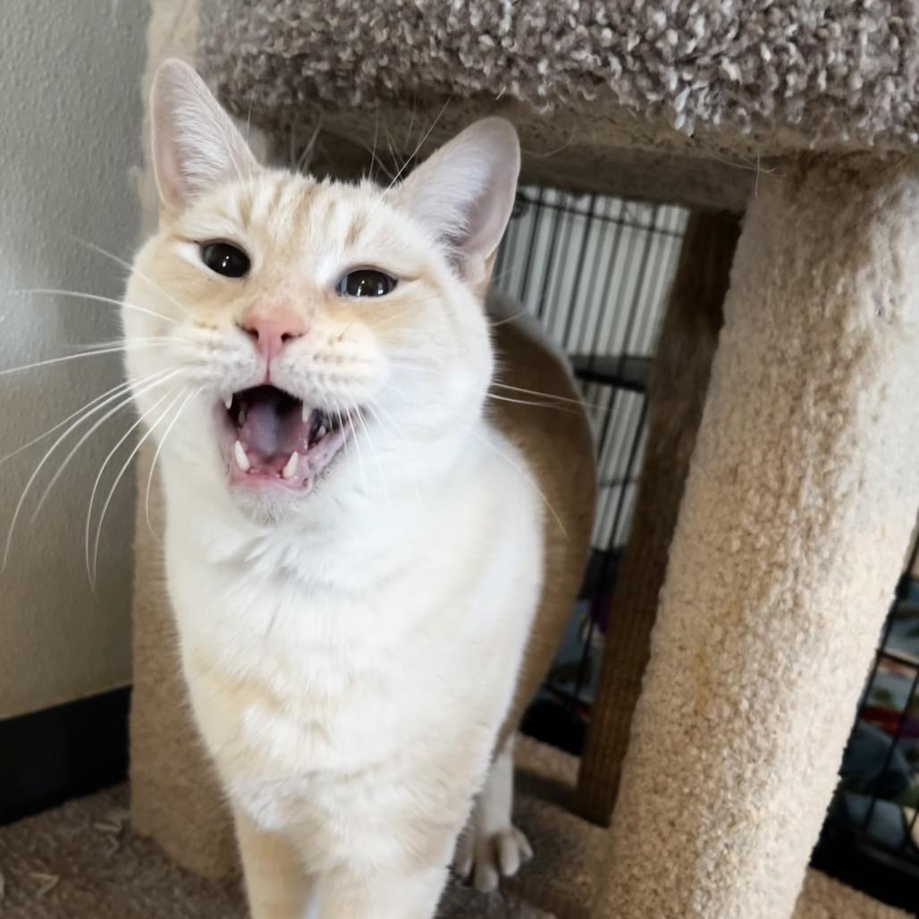 Enlarge Snowman, a Adoptable mixed breed in Brighton, MO image 2/6