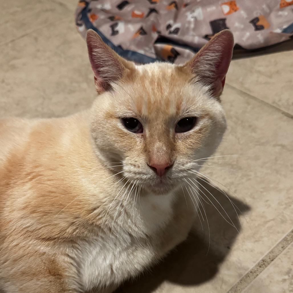 Enlarge Snowman, a Adoptable mixed breed in Brighton, MO image 3/6