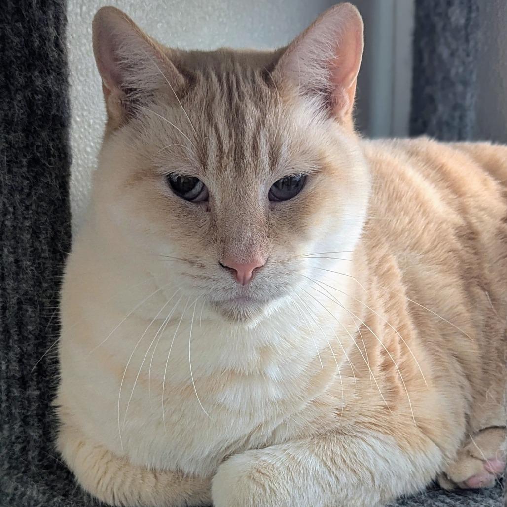 Enlarge Snowman, a Adoptable mixed breed in Brighton, MO image 4/6