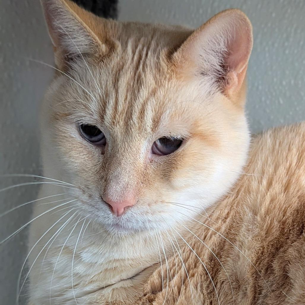 Enlarge Snowman, a Adoptable mixed breed in Brighton, MO image 5/6