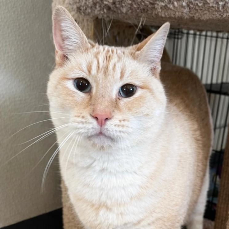 Enlarge Snowman, a Adoptable mixed breed in Brighton, MO image 6/6