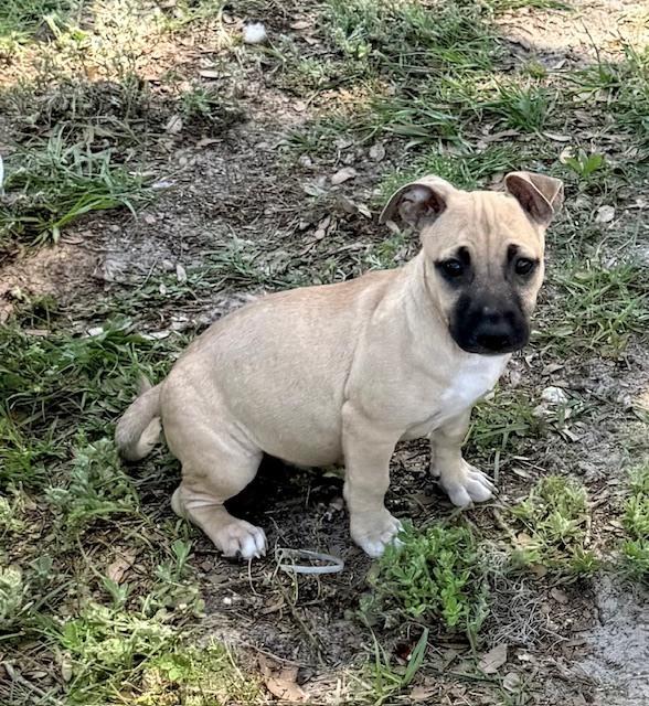 Enlarge James Dean, a Adoptable mixed breed in Crescent City, FL image 1/5