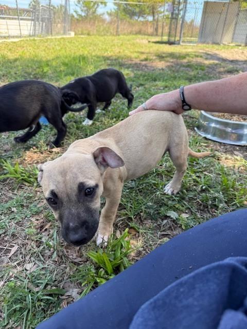 Enlarge James Dean, a Adoptable mixed breed in Crescent City, FL image 2/5