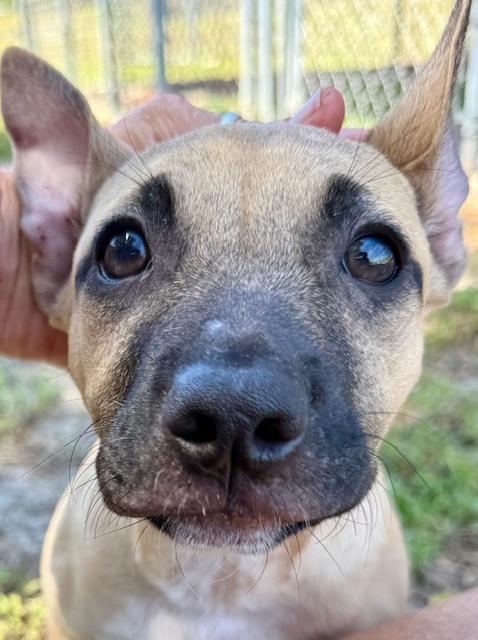 Enlarge James Dean, a Adoptable mixed breed in Crescent City, FL image 3/5