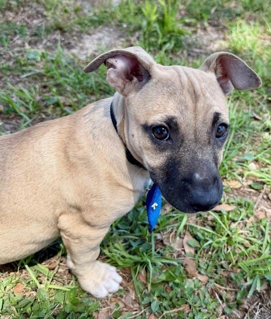 Enlarge James Dean, a Adoptable mixed breed in Crescent City, FL image 4/5