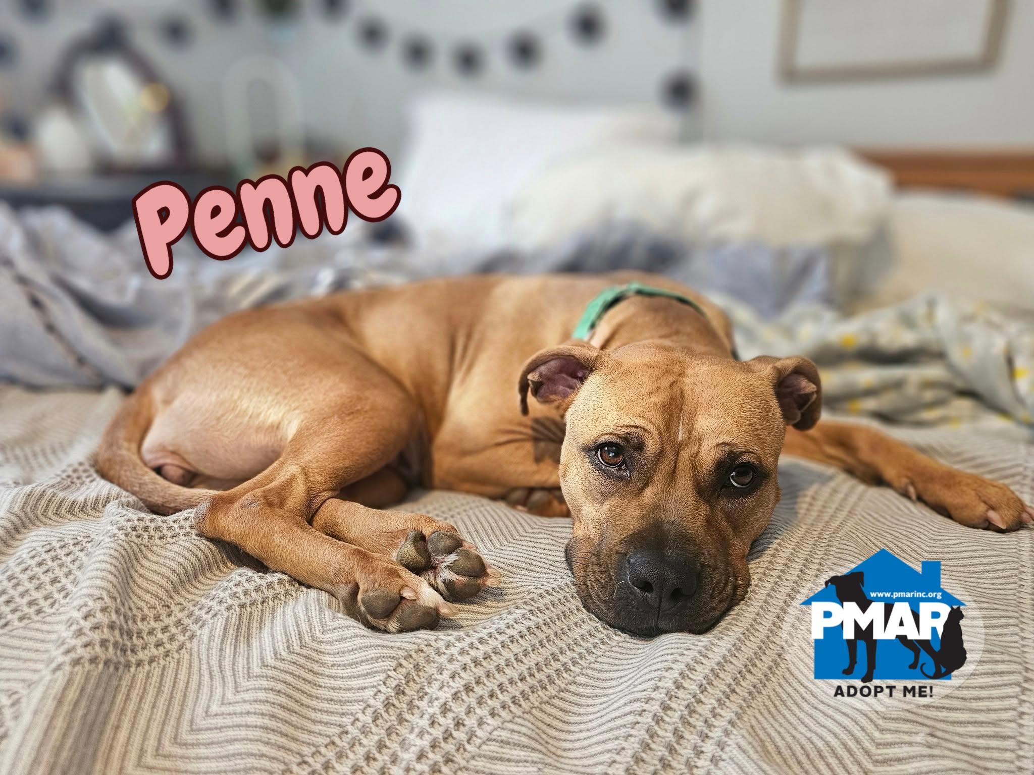 Penne, Adoptable, Young Female Pit Bull Terrier.