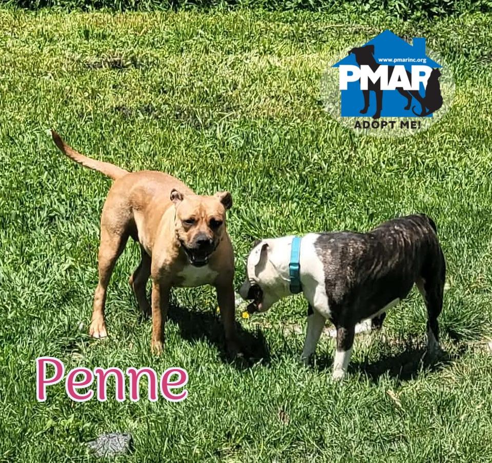 Penne, Adoptable, Young Female Pit Bull Terrier.