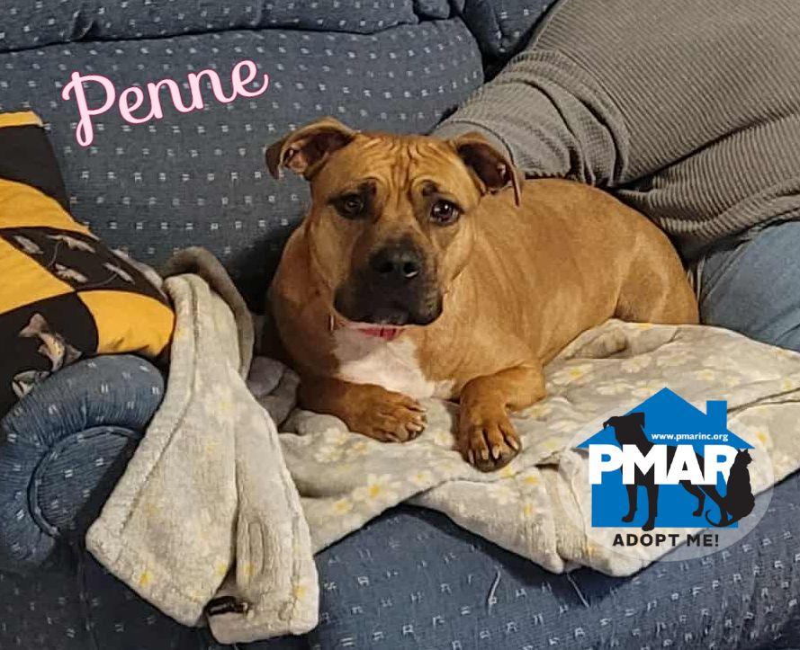 Penne, Adoptable, Young Female Pit Bull Terrier.