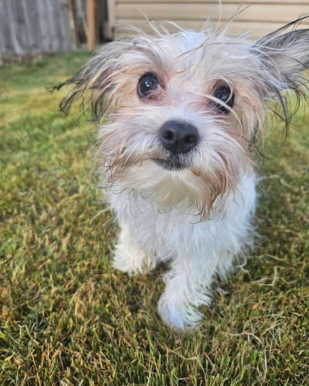 Enlarge Luigi, an adopted mixed breed in Lethbridge, AB image 3/3