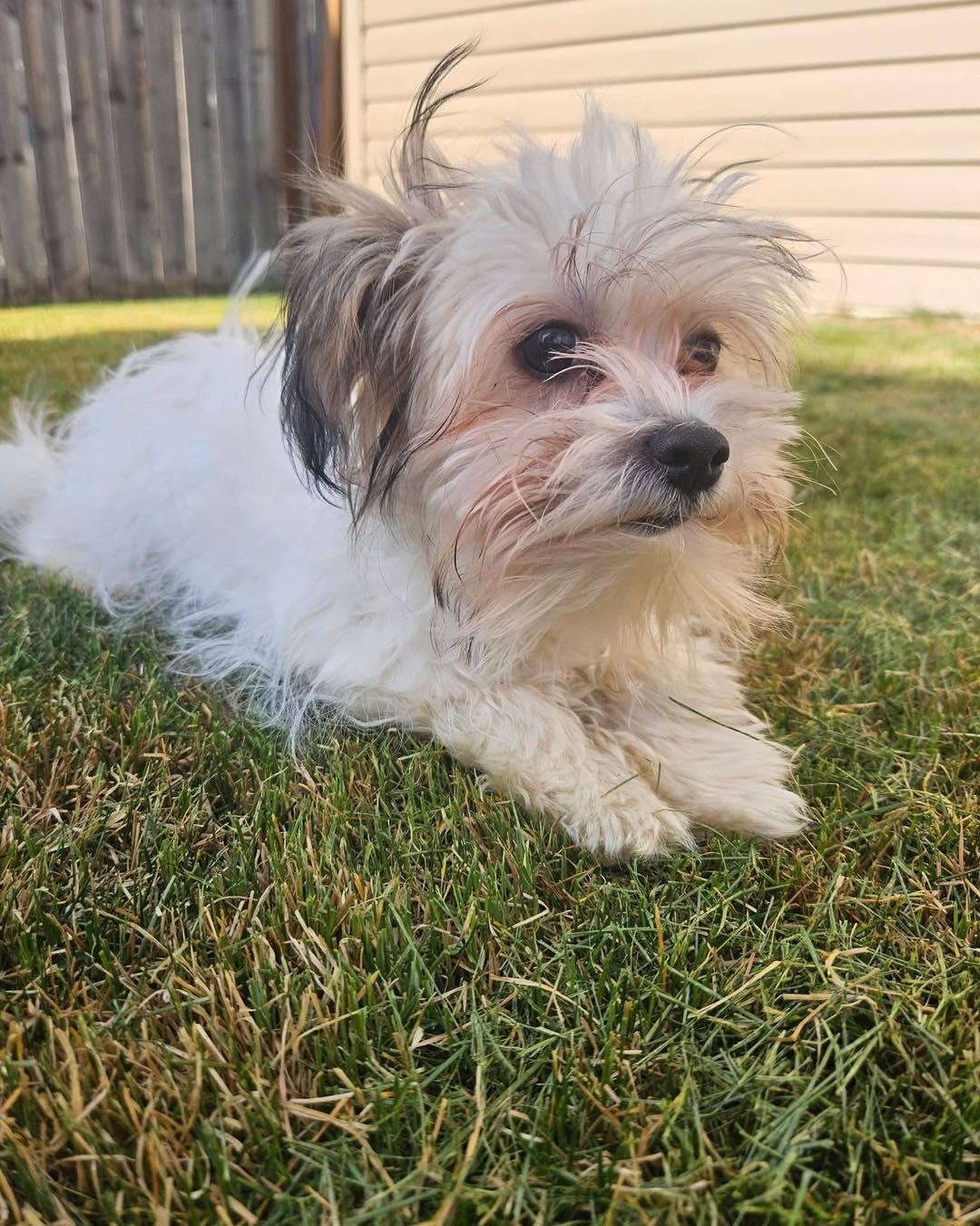 Luigi, adopted, Young Male Yorkshire Terrier.