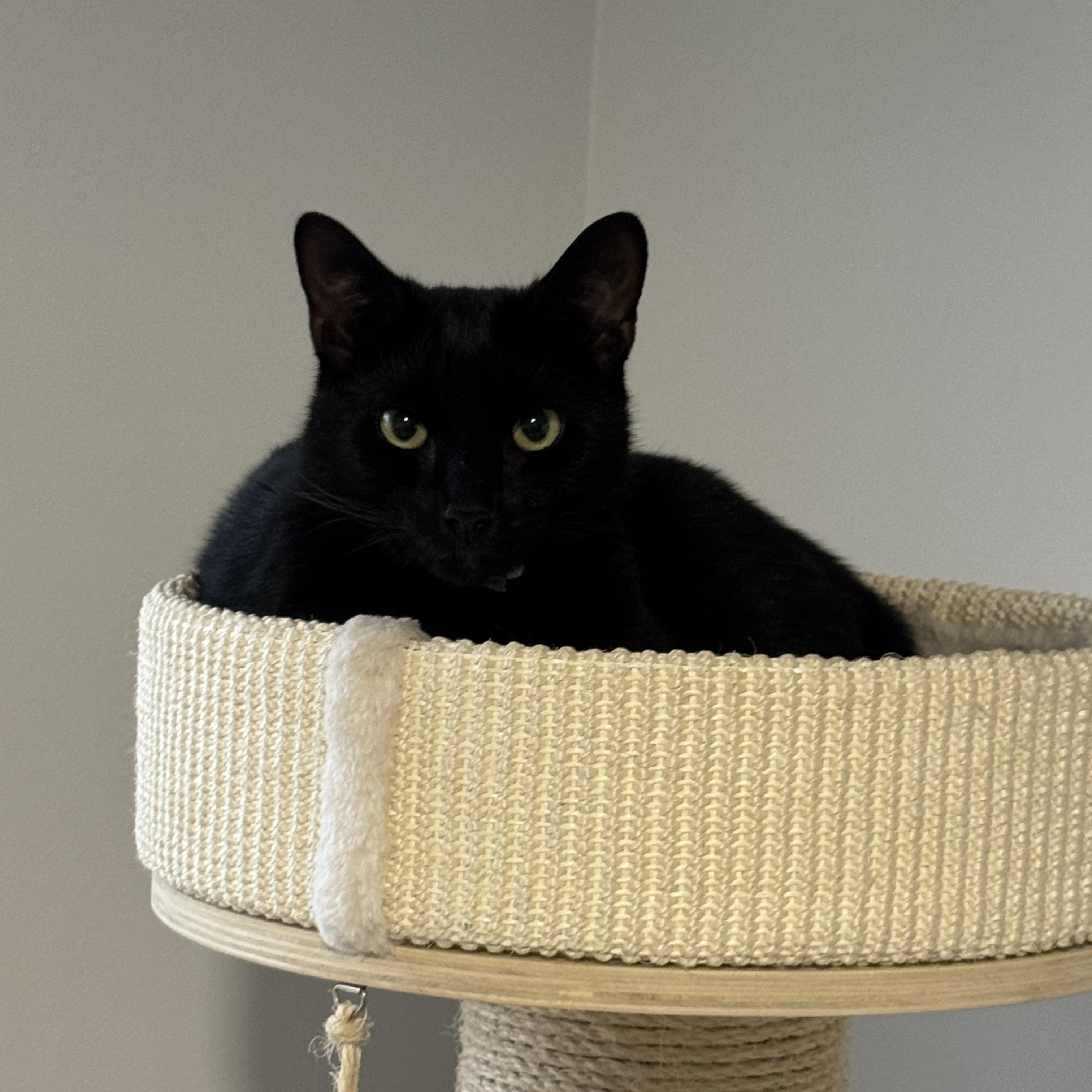 Bonded Ross and Rachel, a Adoptable Domestic Short Hair in Charlotte, NC image 1/2