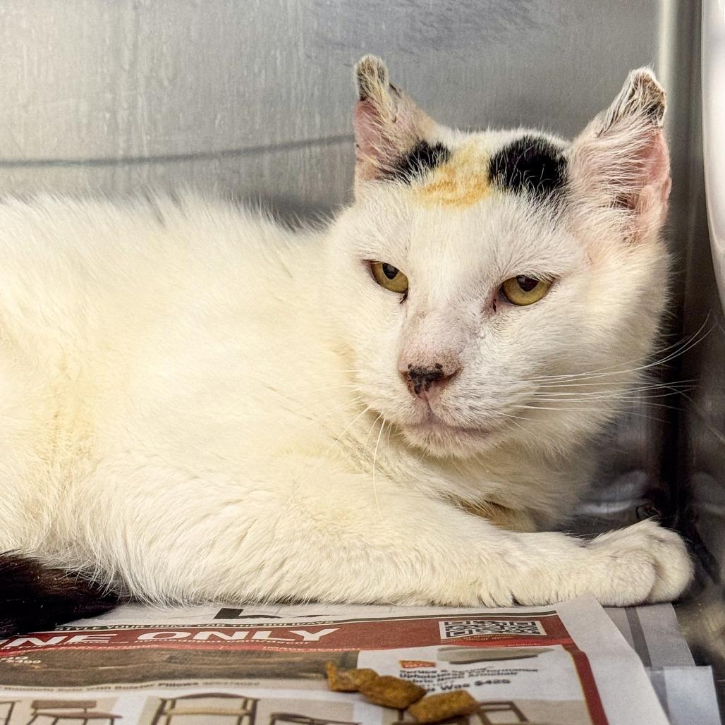 Enlarge Birdie, a Adoptable Domestic Short Hair in Kennebunk, ME image 1/3