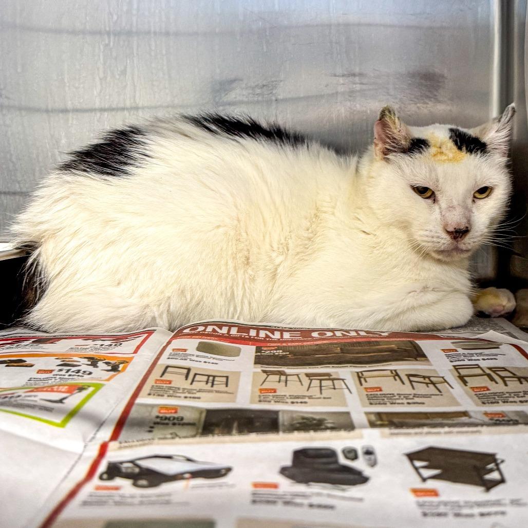 Enlarge Birdie, a Adoptable Domestic Short Hair in Kennebunk, ME image 2/3