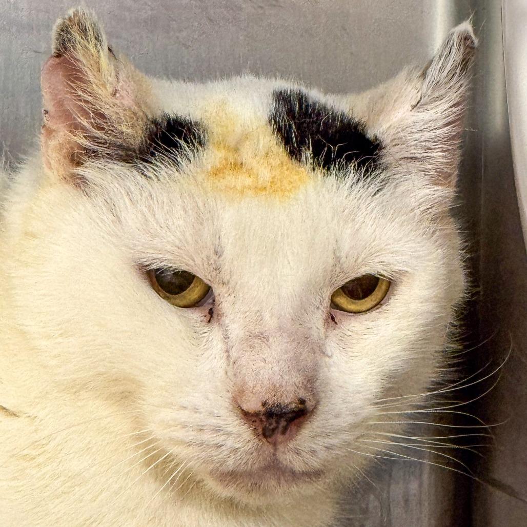 Enlarge Birdie, a Adoptable Domestic Short Hair in Kennebunk, ME image 3/3