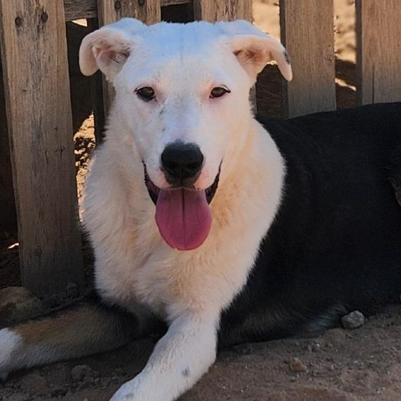 Skippy, Adoptable, Young Male Great Pyrenees.