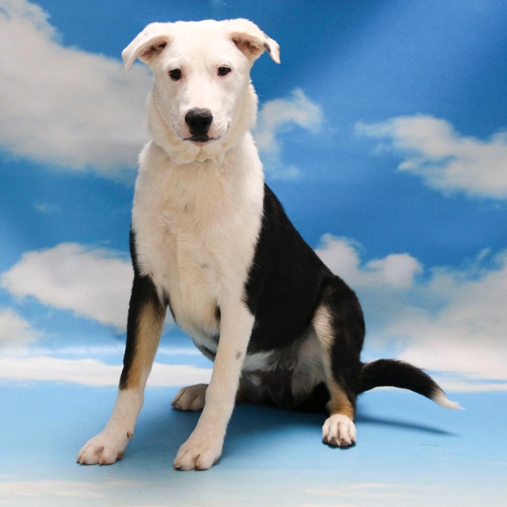Skippy, a Adoptable mixed breed in Casa Grande, AZ image 2/3