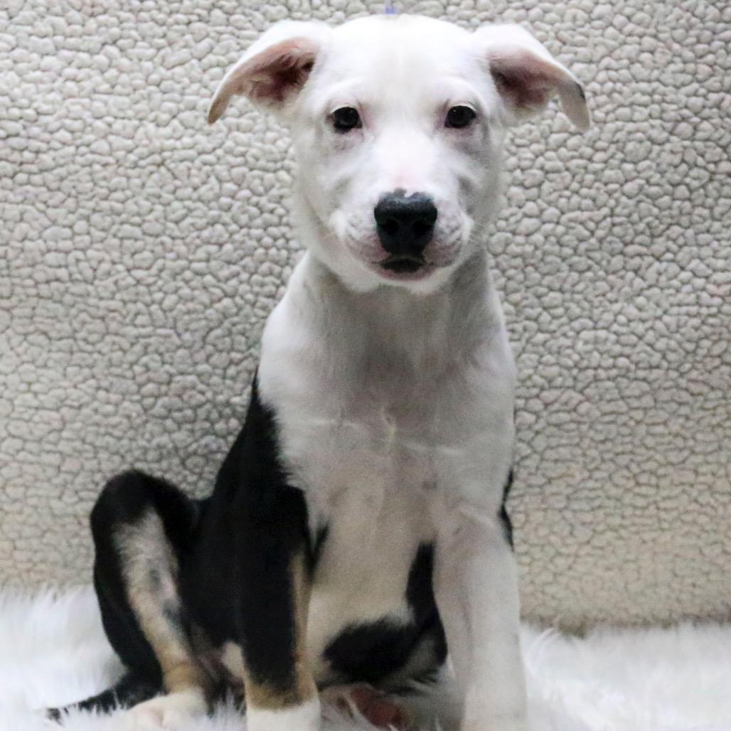Skippy, a Adoptable mixed breed in Casa Grande, AZ image 3/3