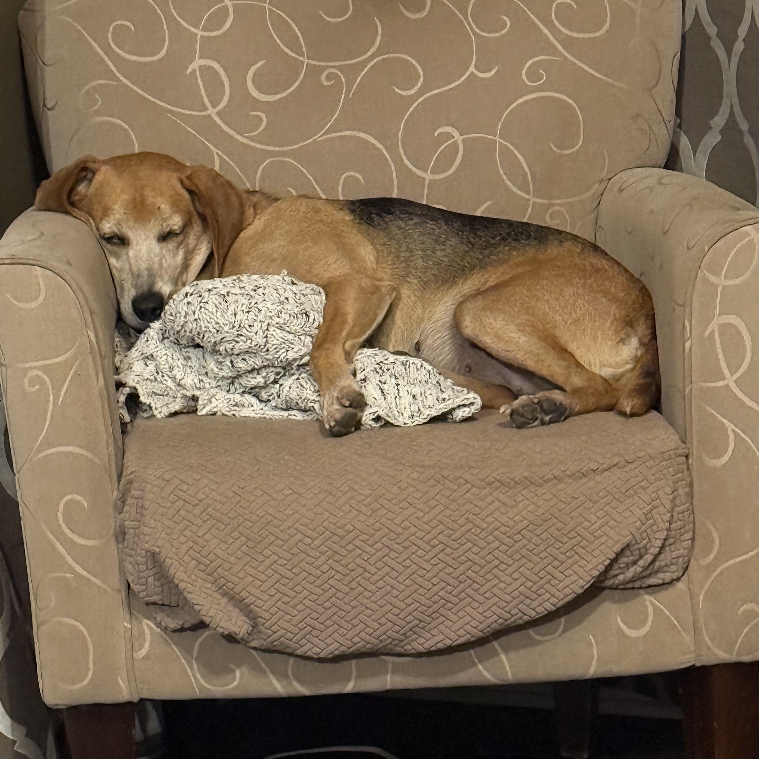 Blanche, a Adoptable mixed breed in Spring Hill, TN image 2/6