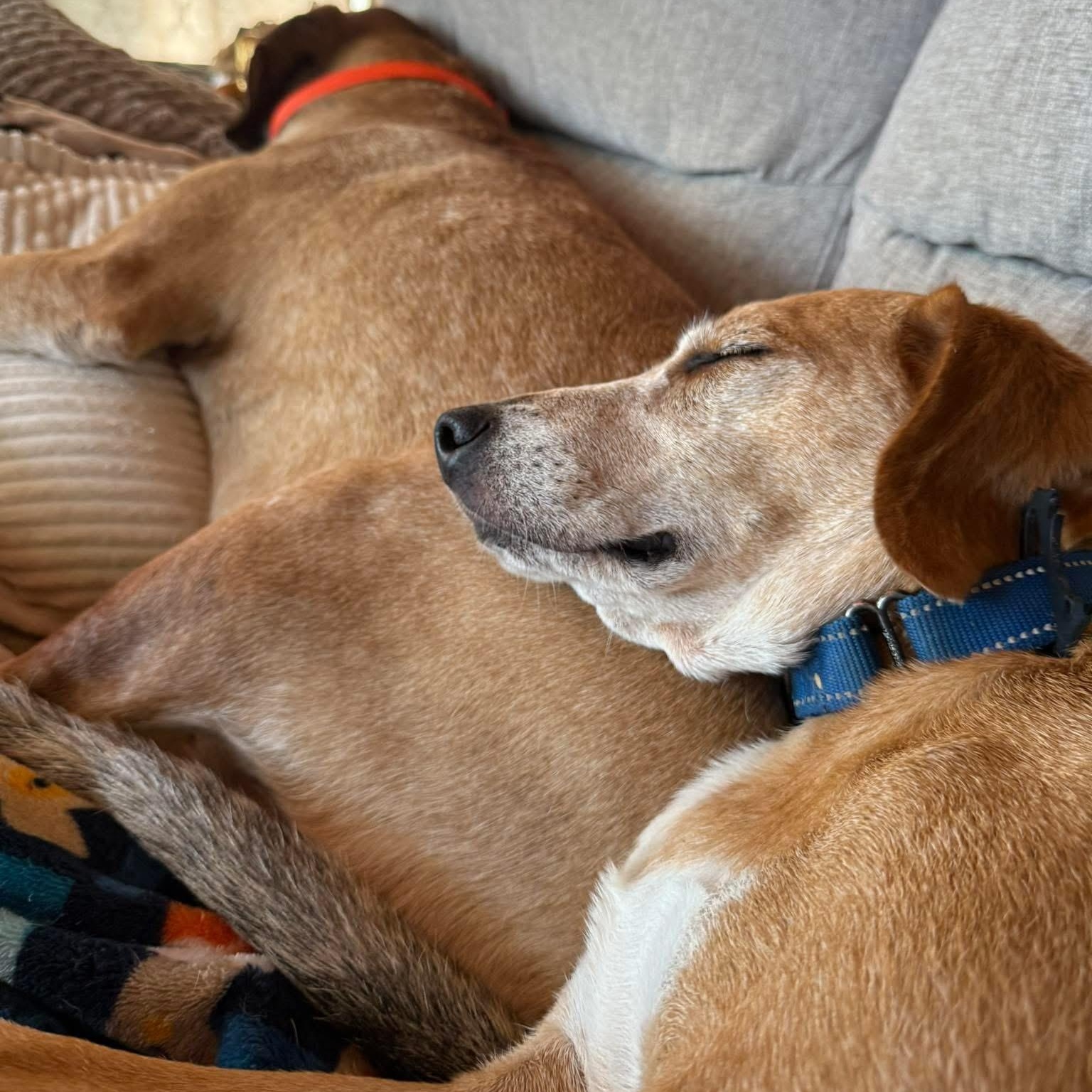 Blanche, a Adoptable mixed breed in Spring Hill, TN image 3/6
