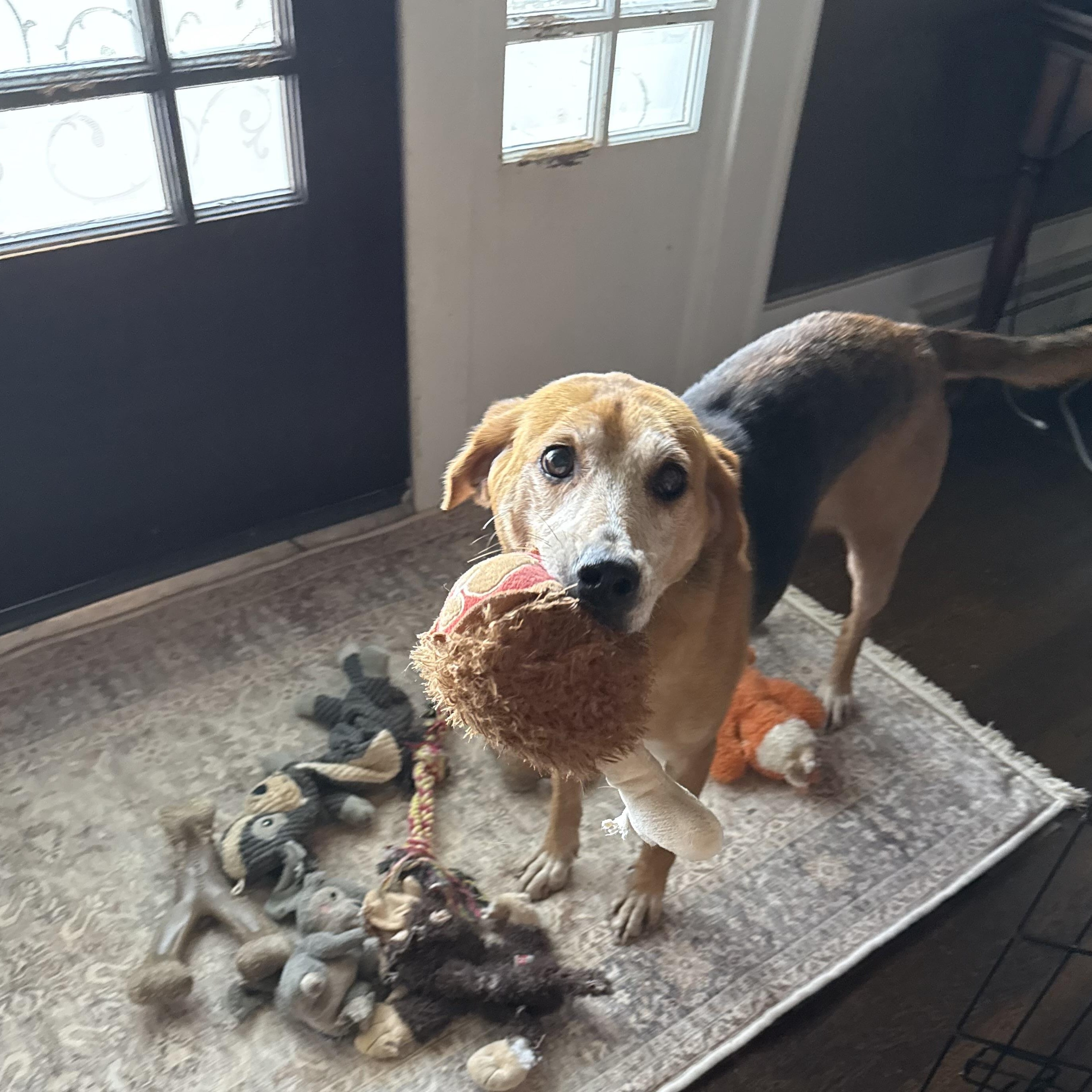 Blanche, Adoptable, Adult Female Beagle & Coonhound.