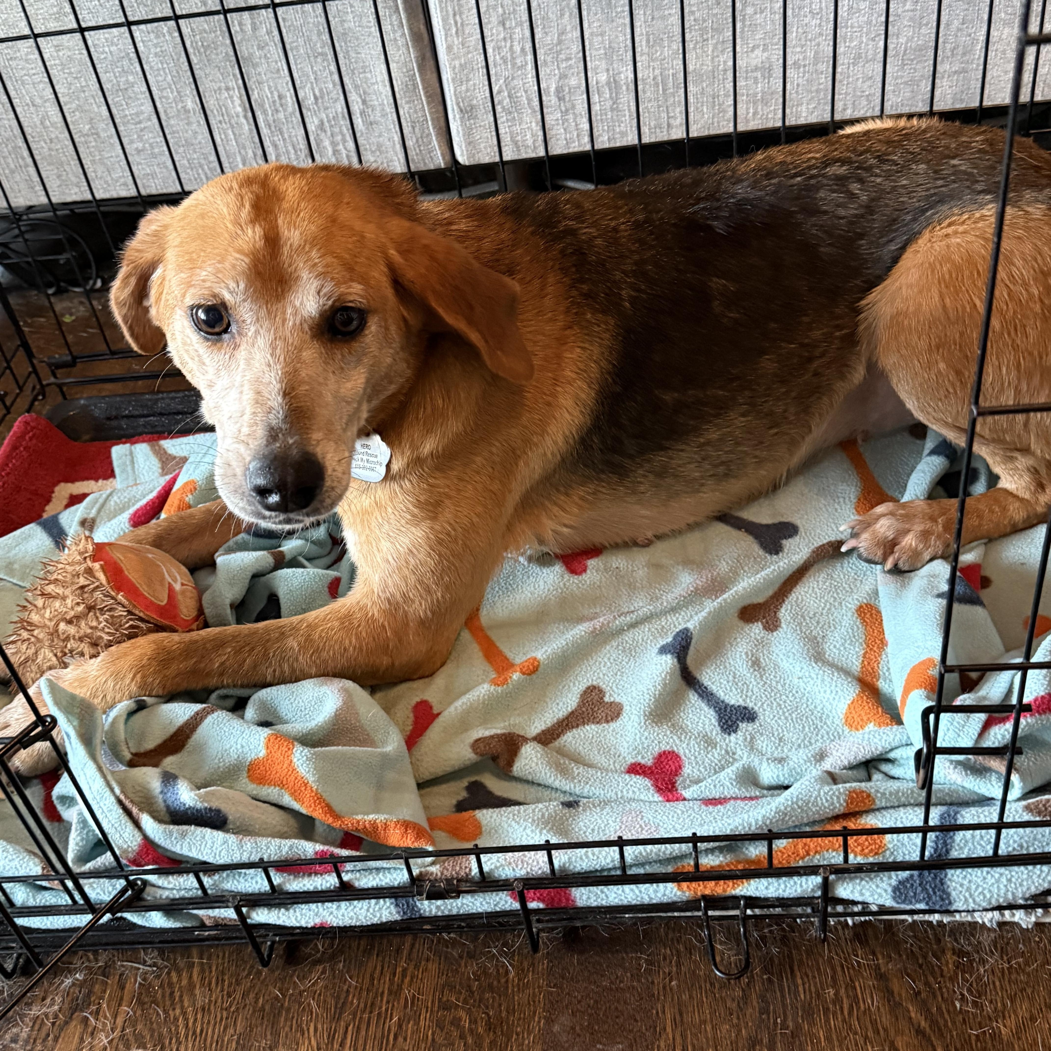 Blanche, a Adoptable mixed breed in Spring Hill, TN image 4/6