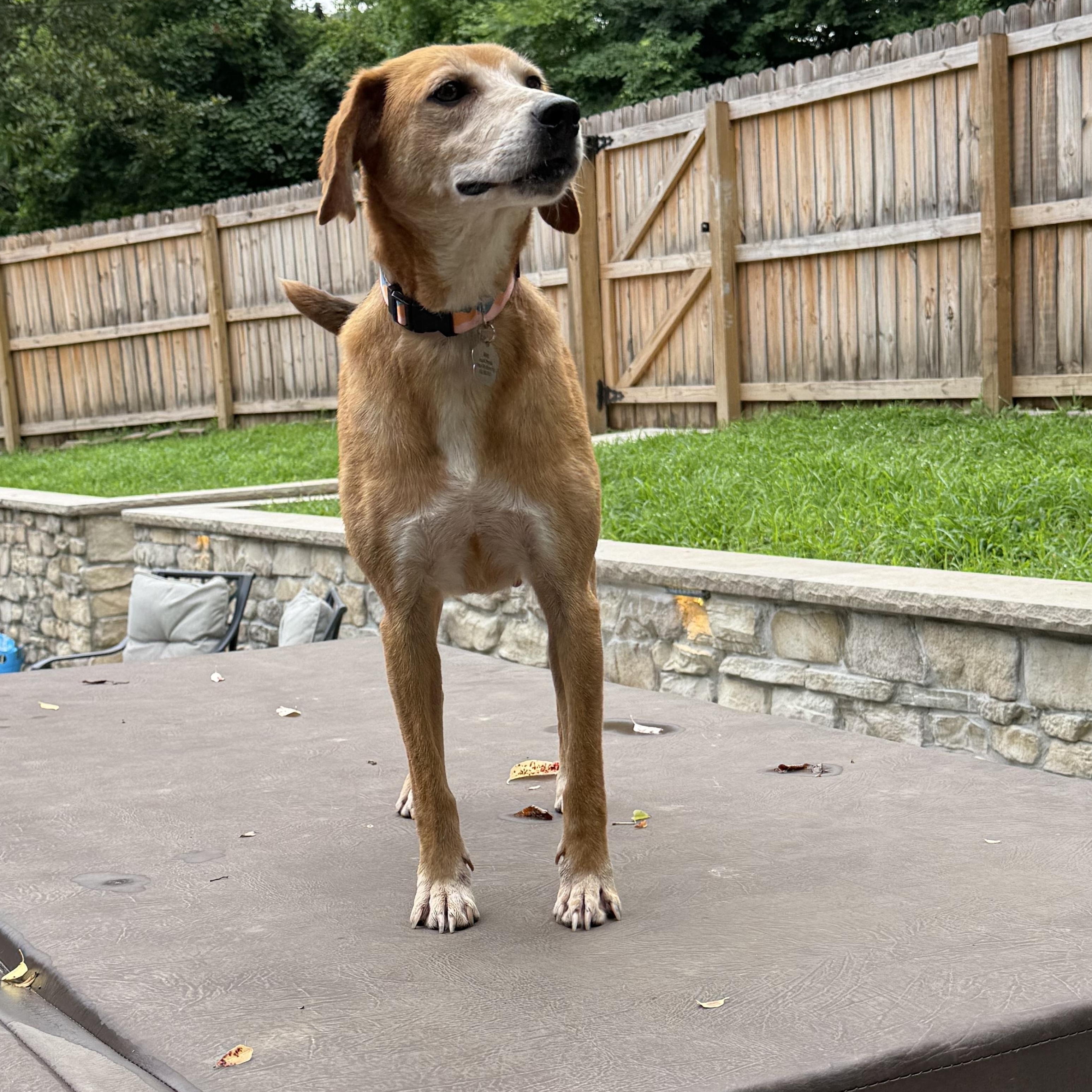 Blanche, a Adoptable mixed breed in Spring Hill, TN image 6/6