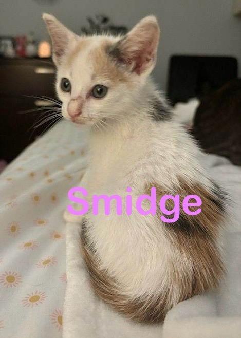 SMIDGE, Adoptable, Young Female Calico.