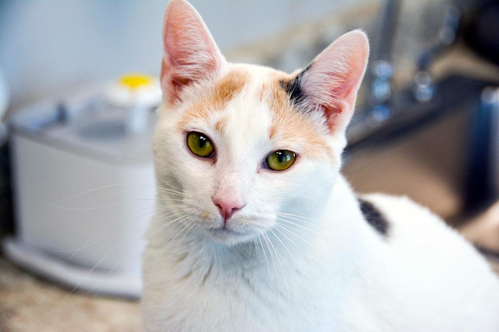 Enlarge SMIDGE, a Adoptable Calico in New Bern, NC image 2/5