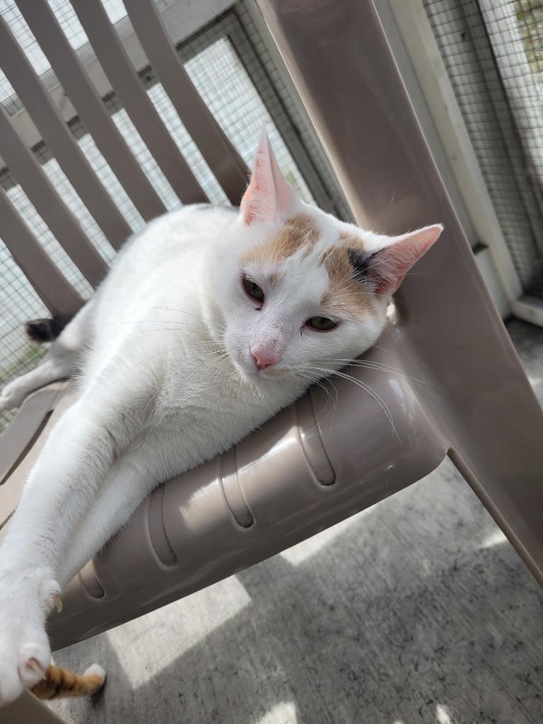 Enlarge SMIDGE, a Adoptable Calico in New Bern, NC image 3/5
