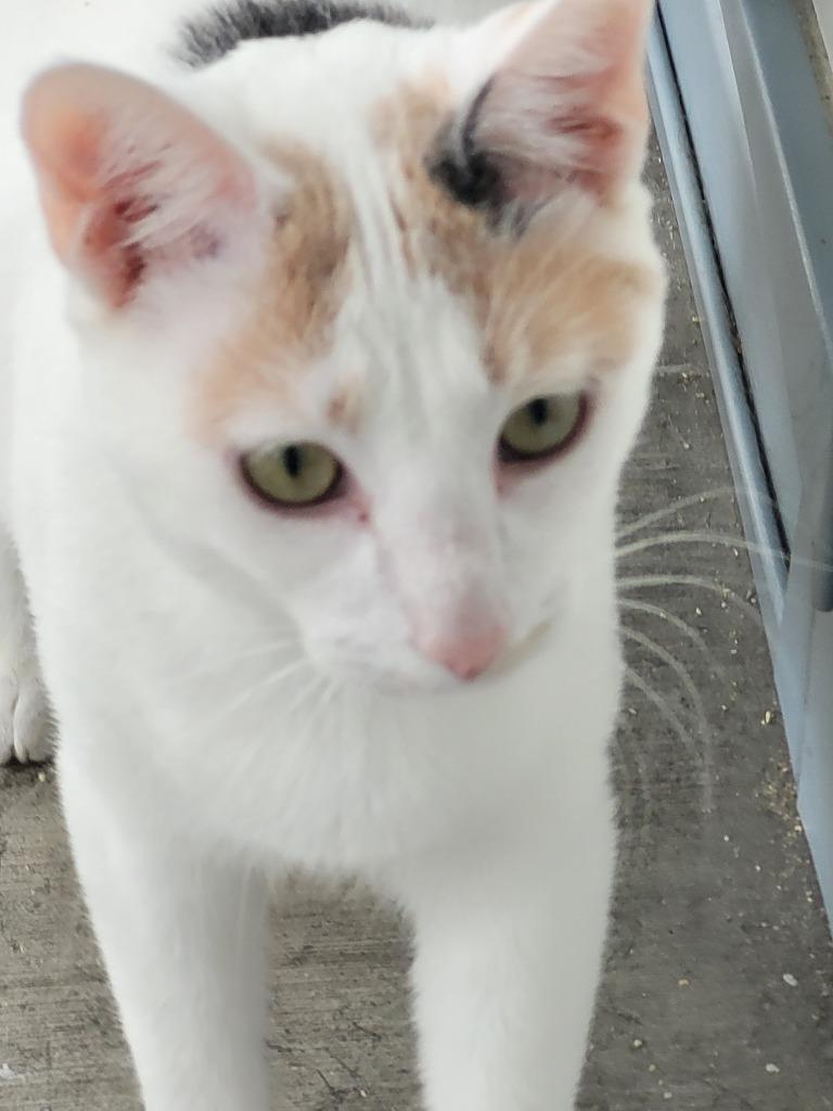 Enlarge SMIDGE, a Adoptable Calico in New Bern, NC image 4/5
