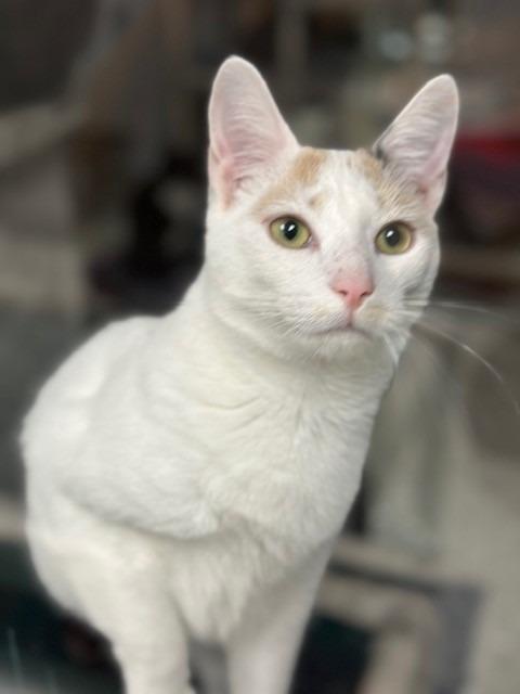 Enlarge SMIDGE, a Adoptable Calico in New Bern, NC image 5/5