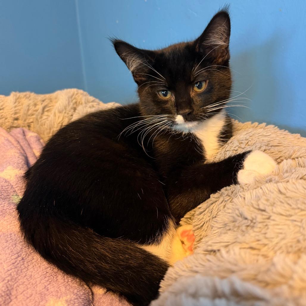 Enlarge Chestnut, a Adoptable Domestic Short Hair in Mankato, MN image 1/2
