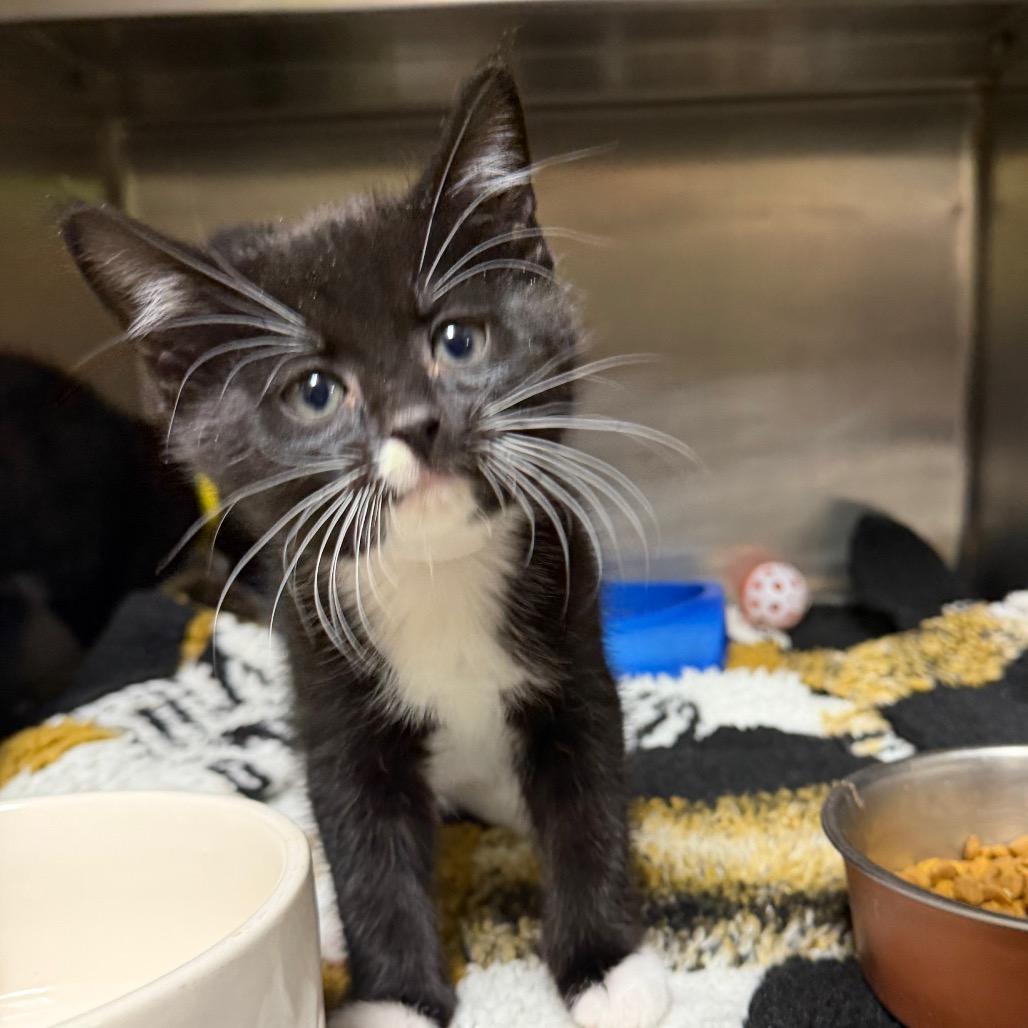 Enlarge Chestnut, a Adoptable Domestic Short Hair in Mankato, MN image 2/2