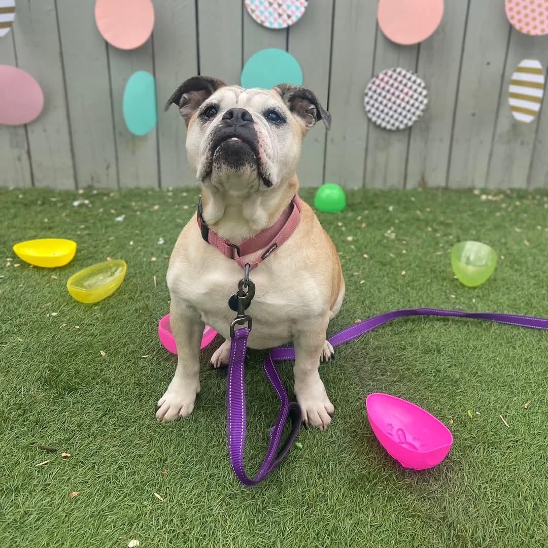 Ruby, a Adoptable mixed breed in Breinigsville, PA image 6/6