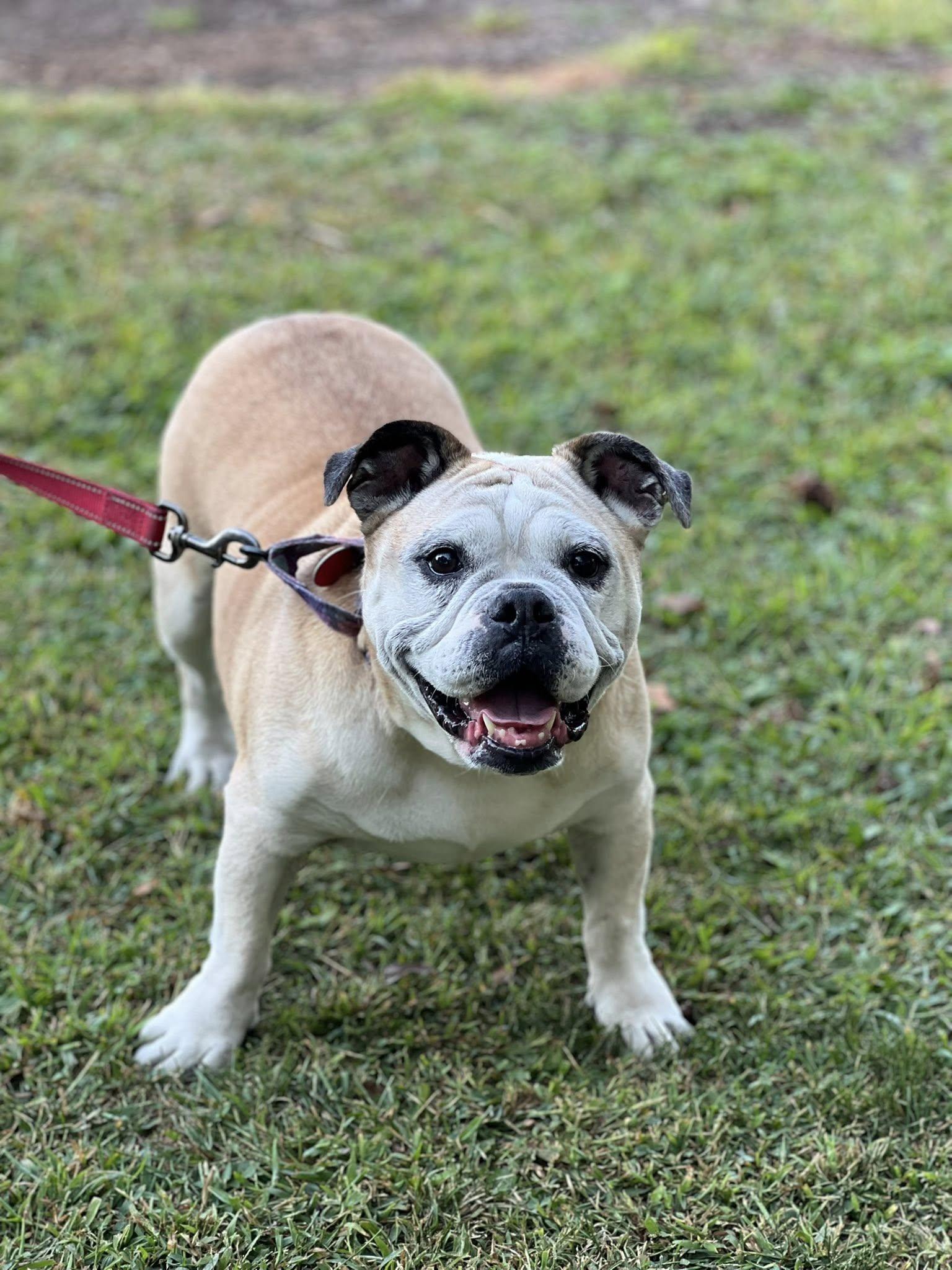 Ruby, Adoptable, Adult Female English Bulldog.
