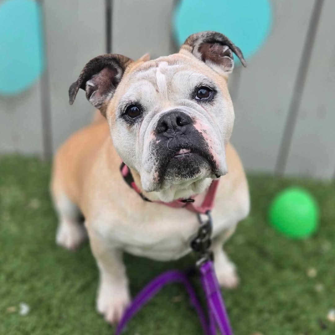 Ruby, a Adoptable mixed breed in Breinigsville, PA image 2/6