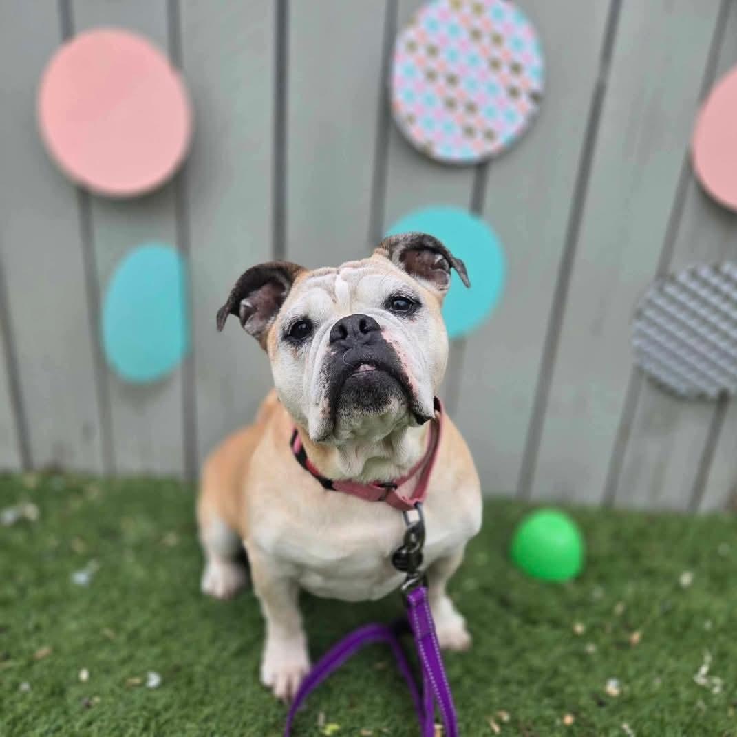 Ruby, a Adoptable mixed breed in Breinigsville, PA image 5/6