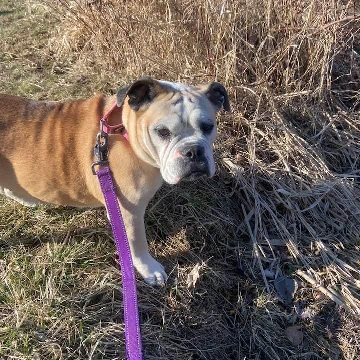 Ruby, a Adoptable mixed breed in Breinigsville, PA image 4/6