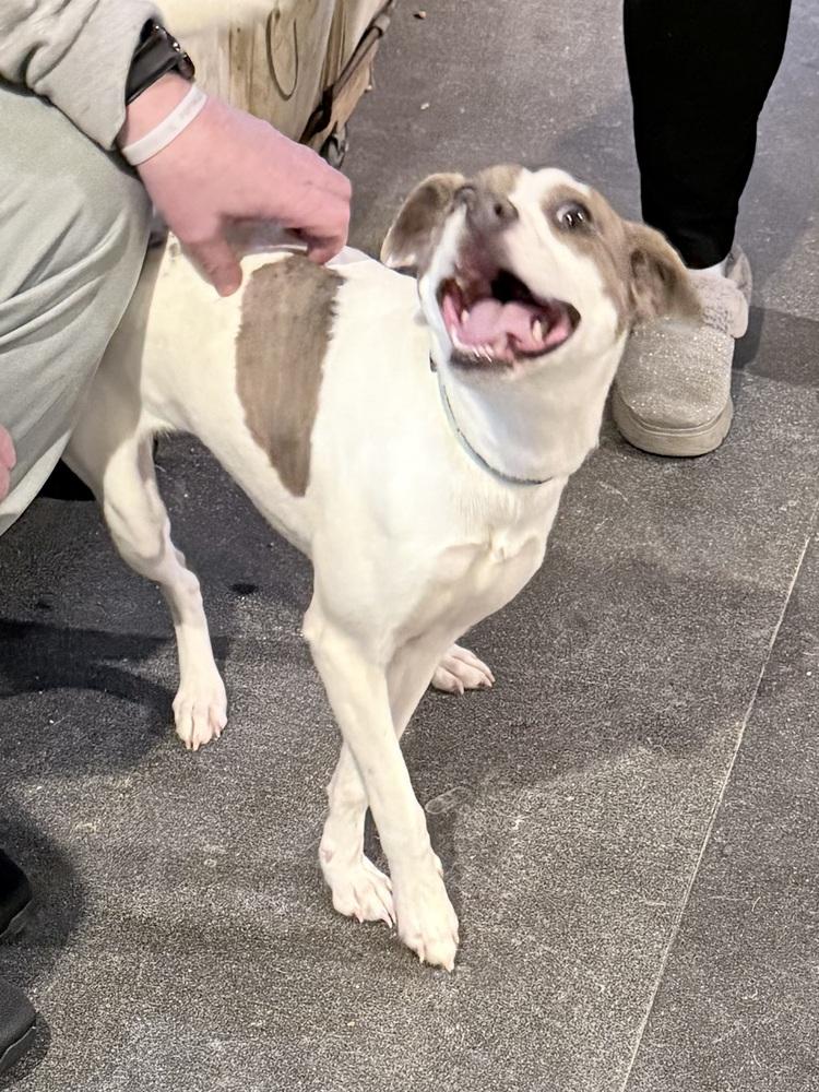 Enlarge Poptart, a Adoptable mixed breed in Franklin, PA image 1/3