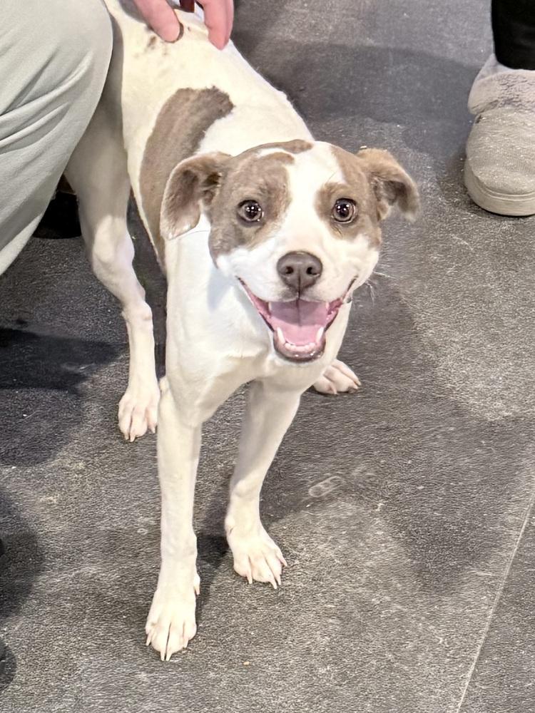 Enlarge Poptart, a Adoptable mixed breed in Franklin, PA image 2/3