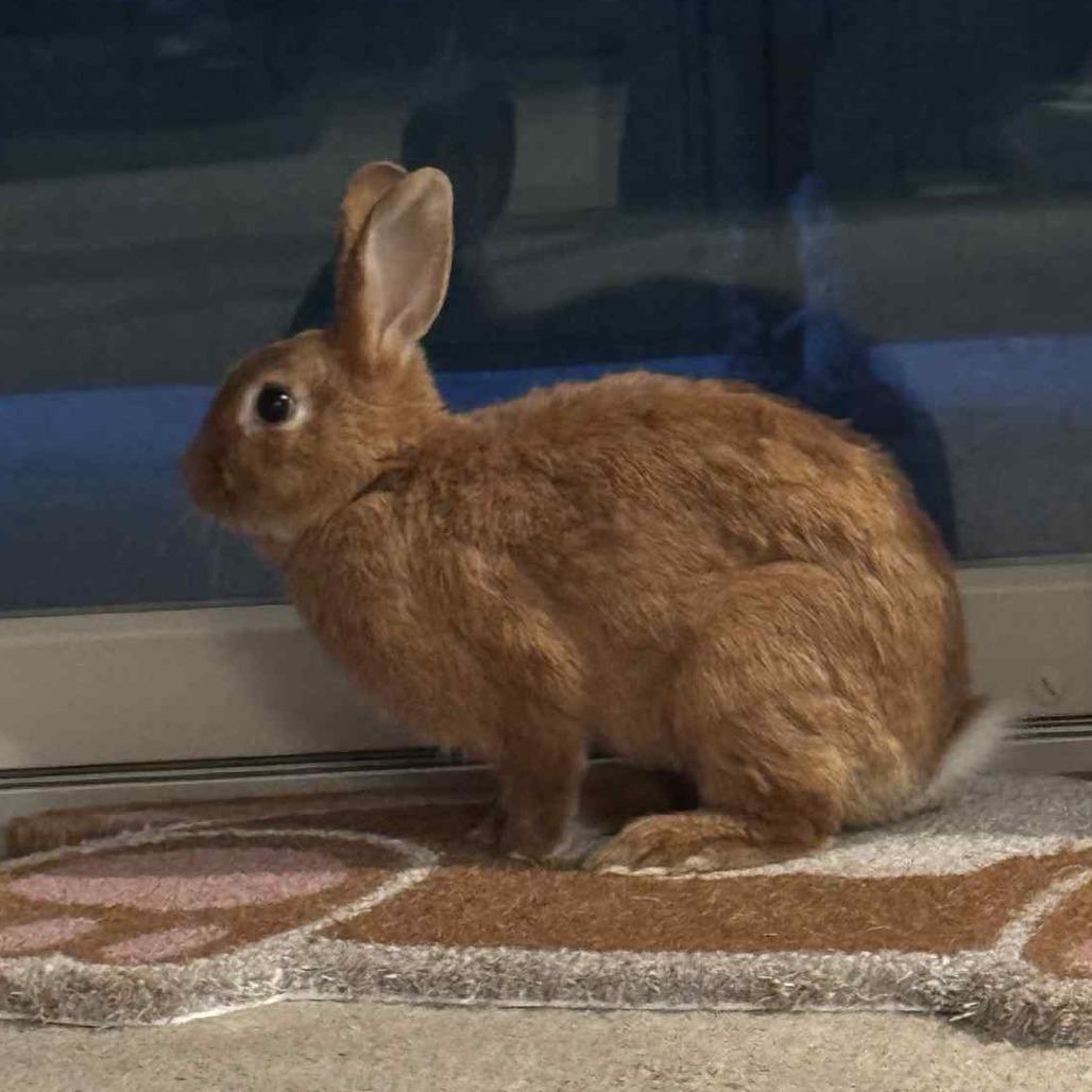 Enlarge Cotton Candy, a Adoptable Bunny Rabbit in Hampton Bays, NY image 2/2