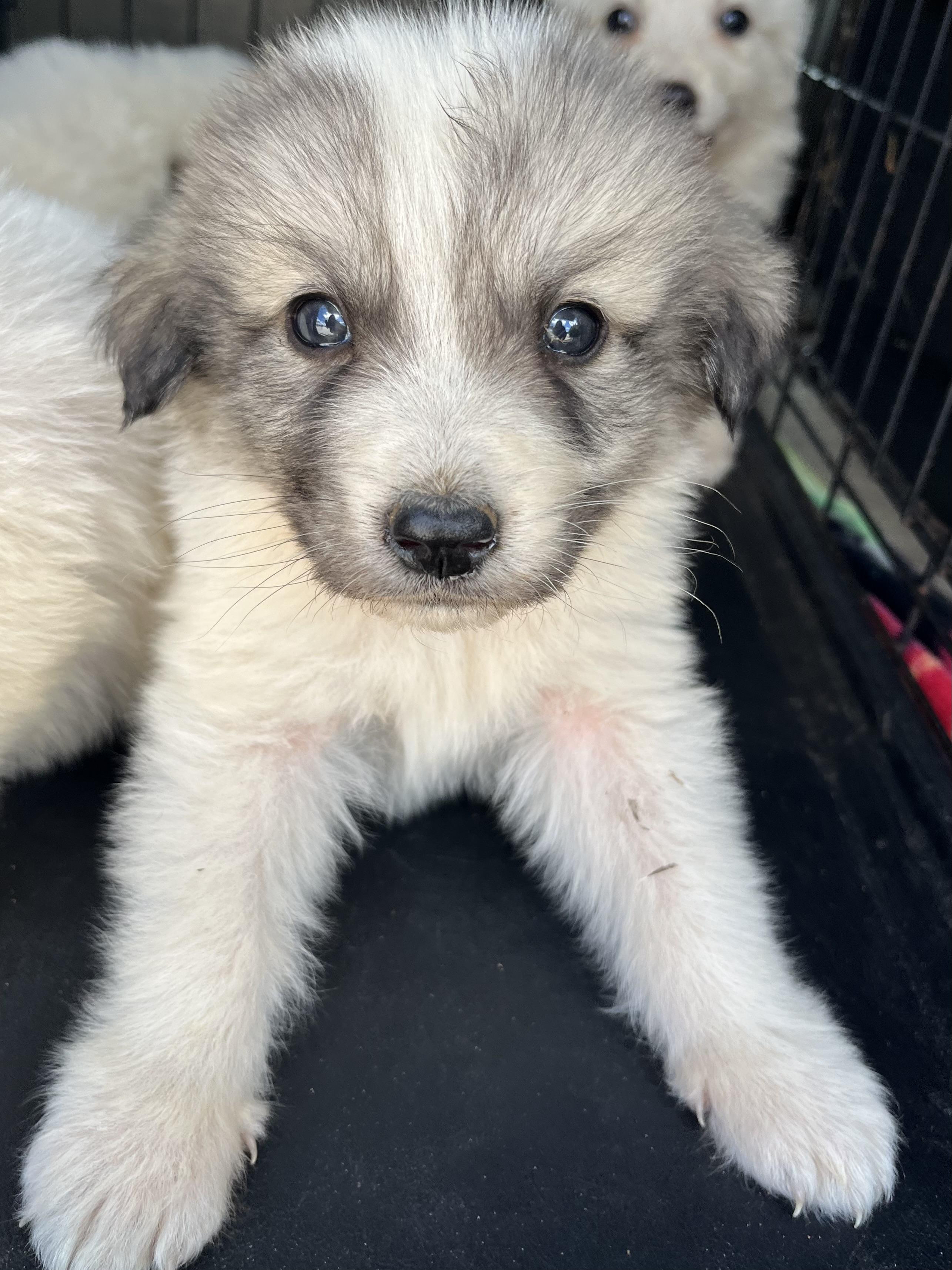 Mango , an adopted Great Pyrenees in Barnwell , SC image 3/6