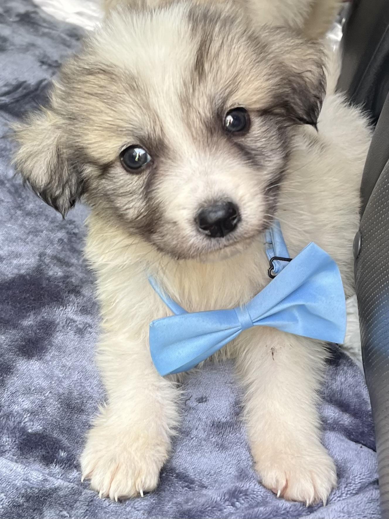 Mango , adopted, Puppy Male Great Pyrenees.