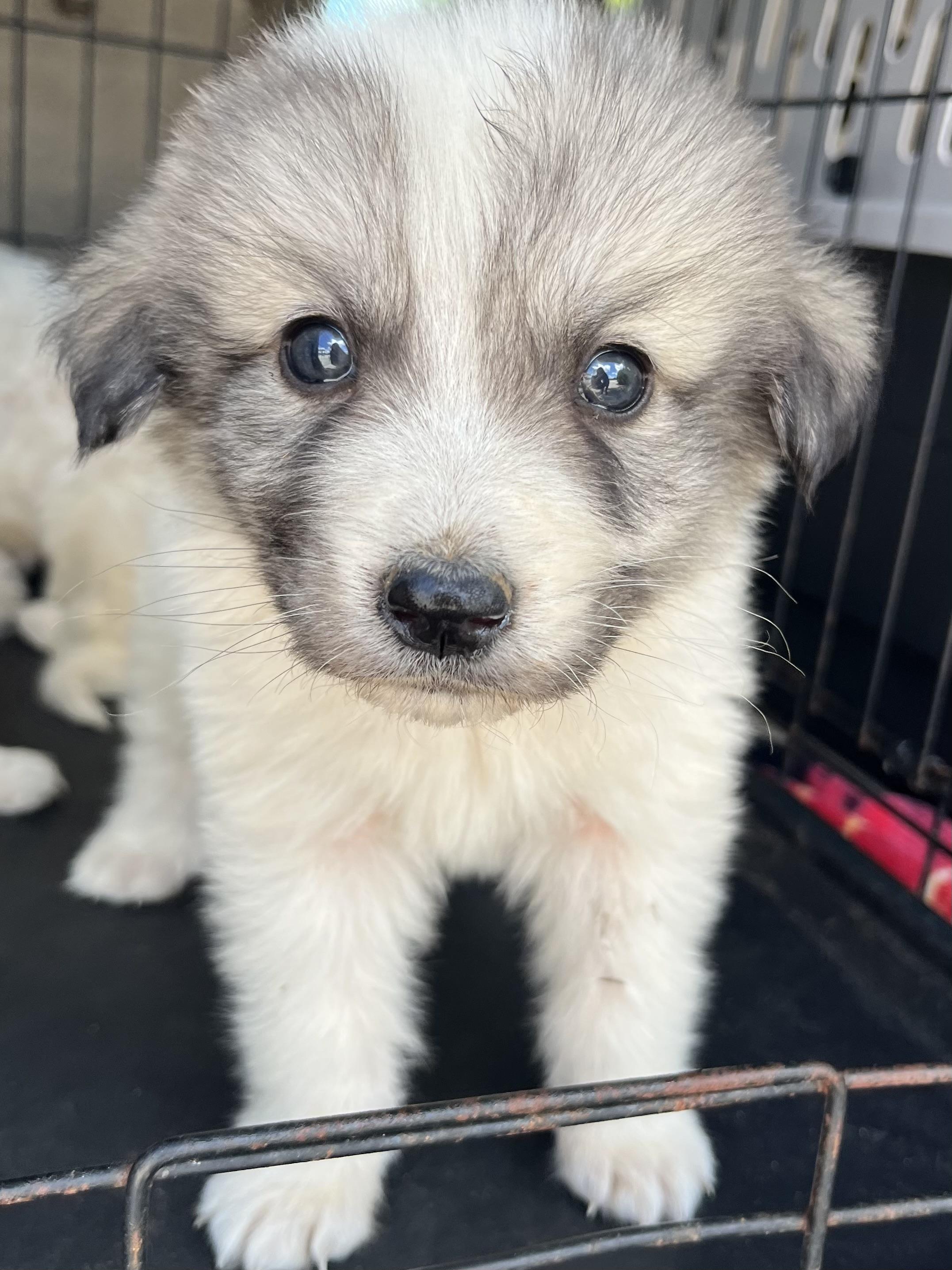 Mango , an adopted Great Pyrenees in Barnwell , SC image 2/6